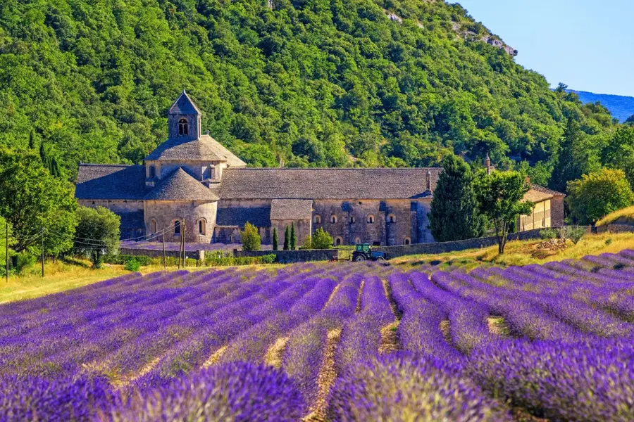 Lavender blooms in the south of France’s Provence area from June to August