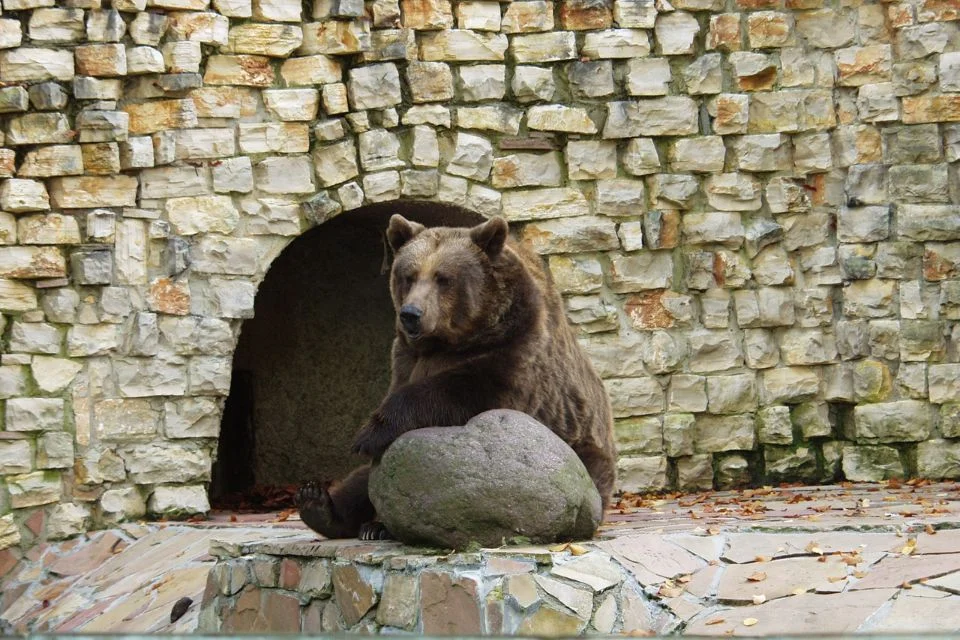 Colchester Zoo is a must-see if you enjoy animals and wildlife