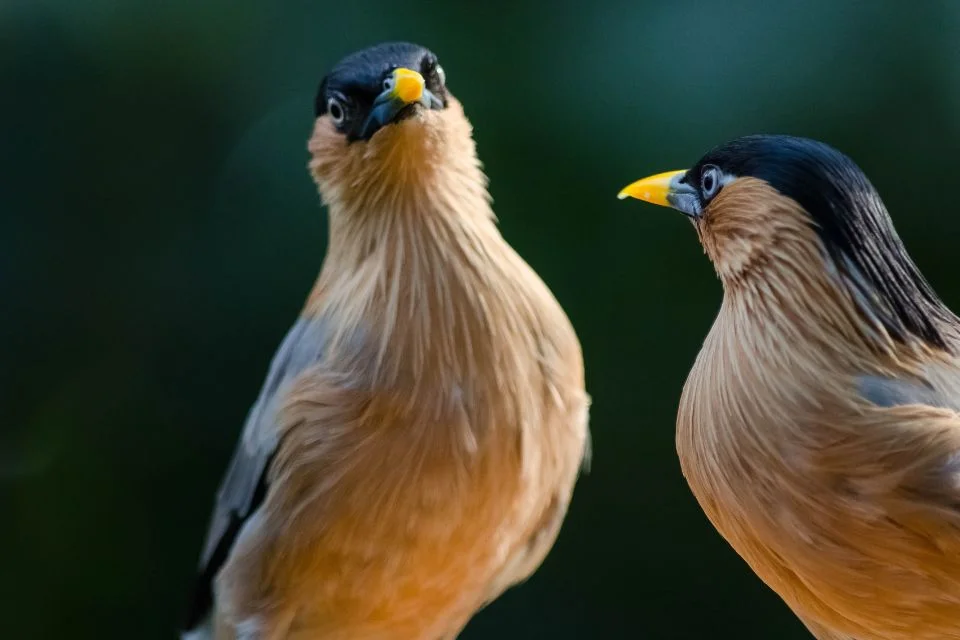 Essex Wildlife Trust's Nature Reserves