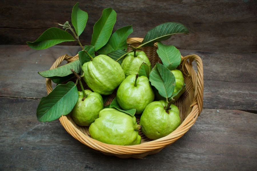 Guava leaves have anti-inflammatory