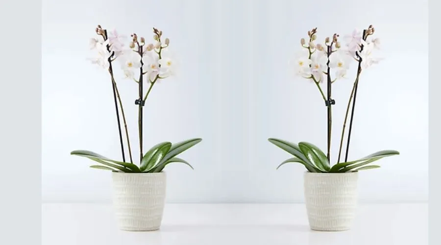 White Miniature Phalaenopsis Orchid