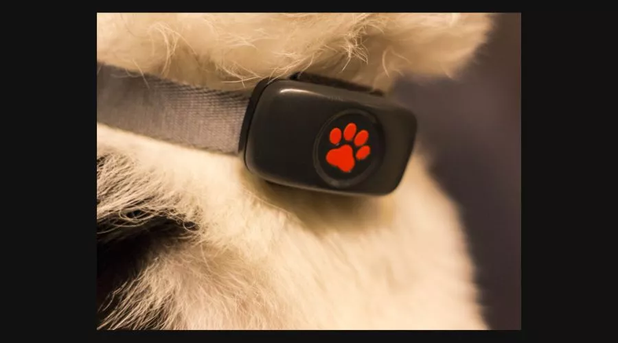 PitPat Dog GPS Tracker