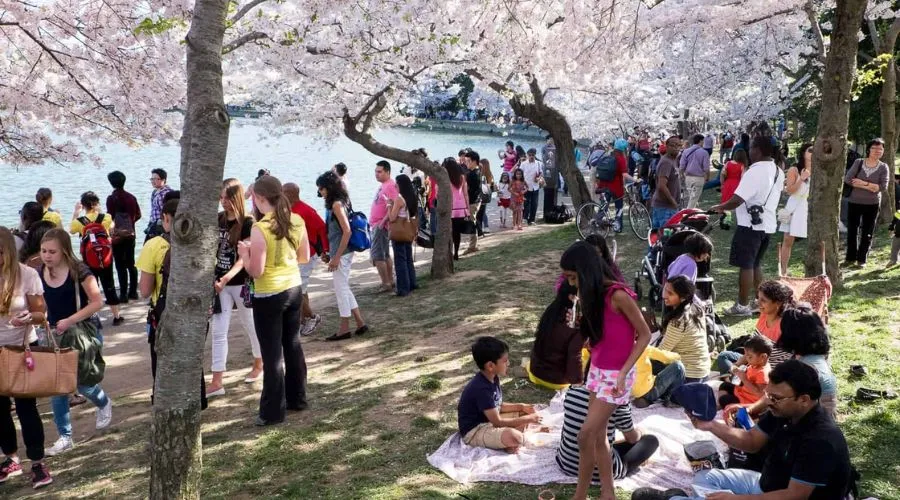 Visit National Cherry Blossom Festival