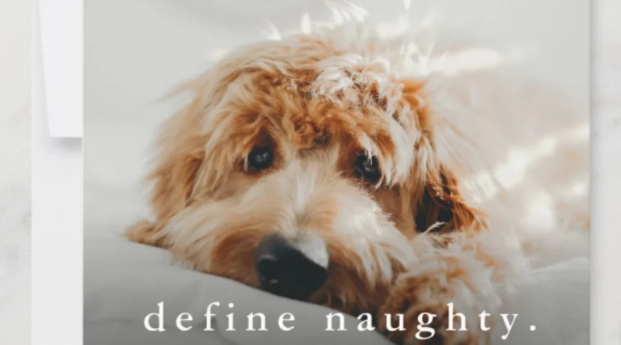 Budget define naughty funny pet Christmas card